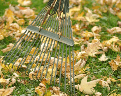 YARD CLEAN UP